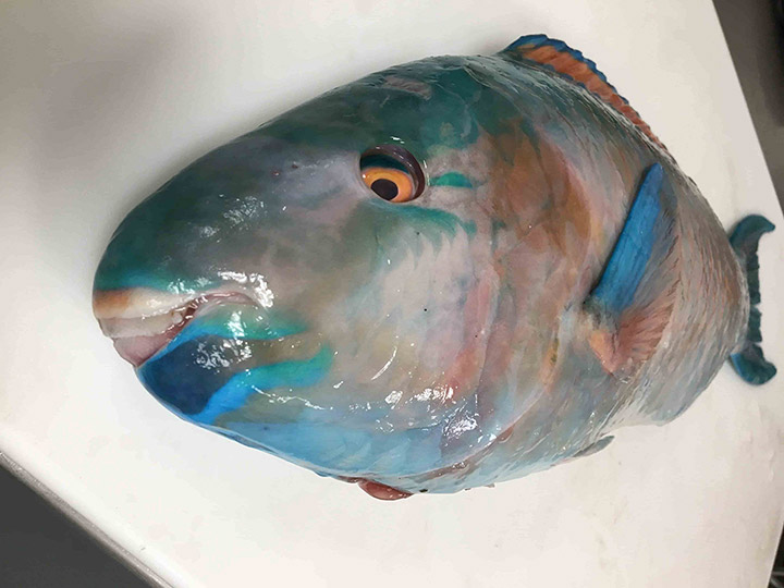 Parrotfish on a platter